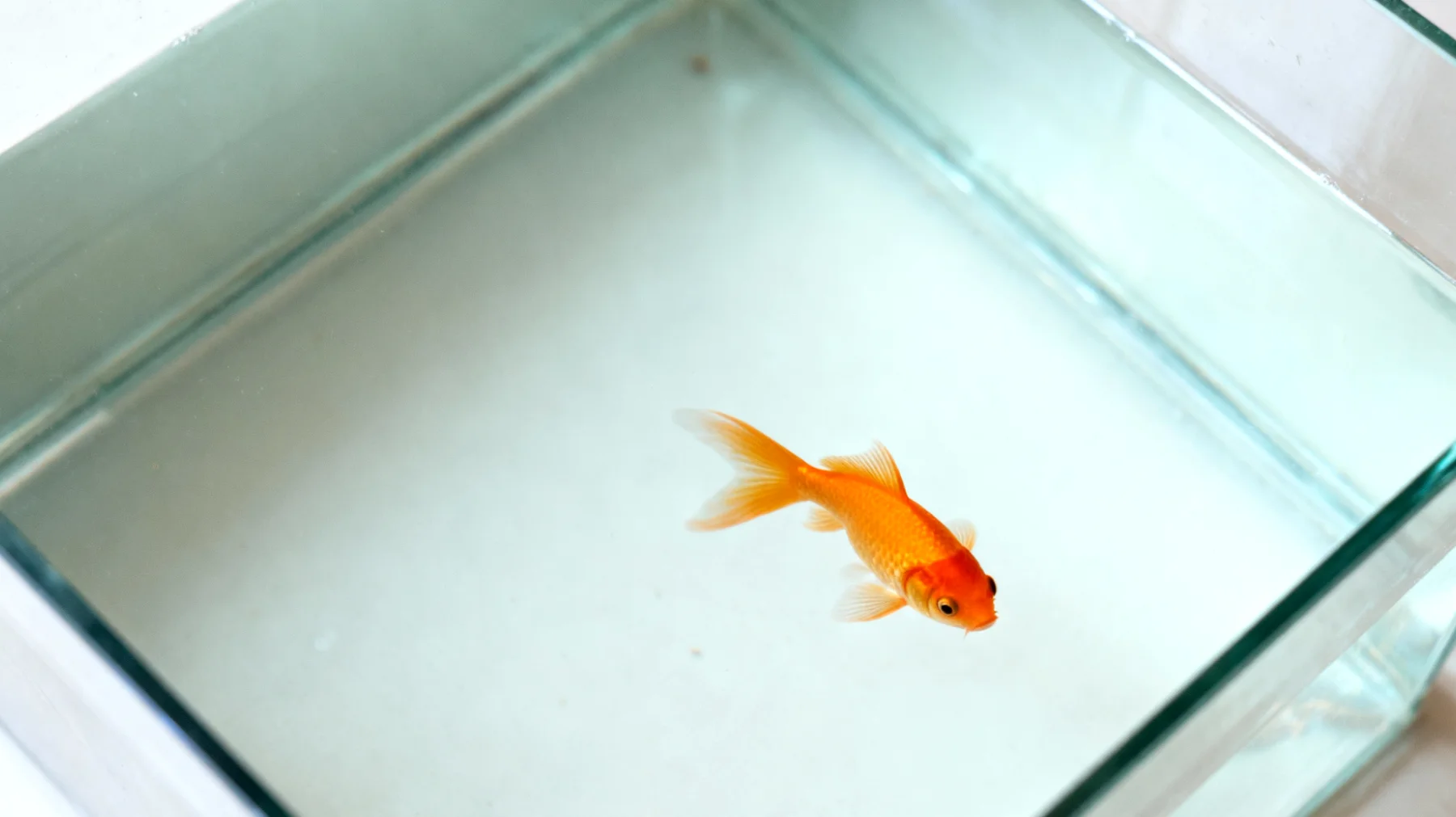 Fische benötigen nach einer Kastration keine spezielle Beschäftigung, da Fische nicht kastriert werden. Das relevante Problem ist: Aquarienfische leiden oft unter Monotonie und Langeweile, was zu Verhaltensstörungen, Stress und geschwächtem Immunsystem führen kann."